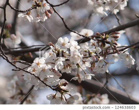 Cherry blossoms in full bloom shining through the sunlight filtering through the trees 124638603
