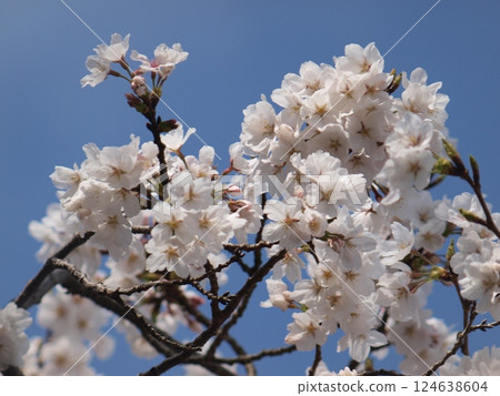 Cherry blossoms in full bloom shining in the blue sky 124638604