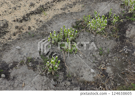 Regenerative cultivation of green onions Regenerative cultivation of green onions 124638605