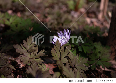 The pretty purple anemone blooms in spring 124638662