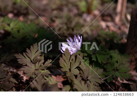 The pretty purple anemone blooms in spring 124638663