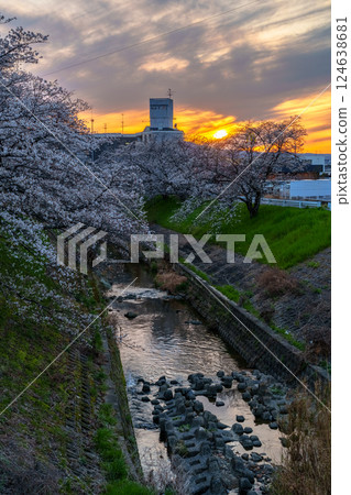 2025年的佐保櫻花：佐保川河岸與晚霞映襯下，美麗的櫻花樹成行⑤ 124638681