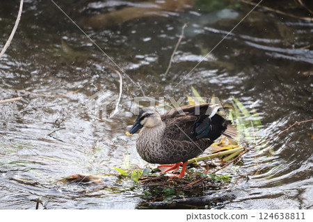 A spot-billed duck relaxing 124638811