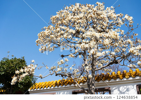 玉蘭玉蘭花 124638854