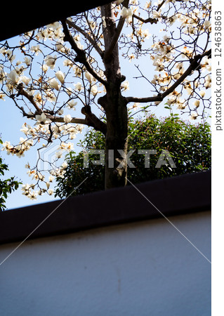 White magnolia flowers peeking through the window White magnolia flowers peeking through the window 124638863