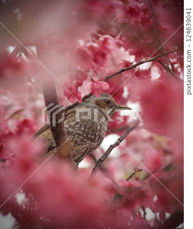 櫻花和鵯 124639041