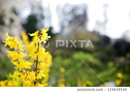Yellow forsythia flowers at Zenpukuji Park Yellow forsythia flowers at Zenpukuji Park 124639546