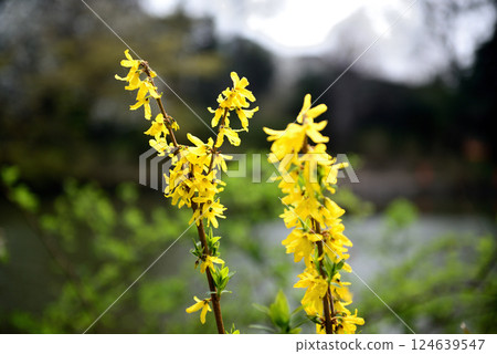 善福寺公園的黃色連翹花 善福寺公園的黃色連翹花 124639547
