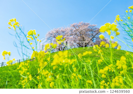 Marugameyama古墳(Sakitama Mound Tomb Park)的櫻花 Marugameyama古墳(Sakitama Mound Tomb Park)的櫻花 124639560