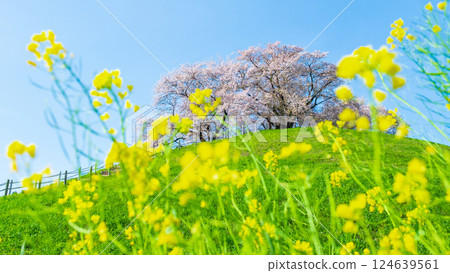 Marugameyama古墳(Sakitama Mound Tomb Park)的櫻花 Marugameyama古墳(Sakitama Mound Tomb Park)的櫻花 124639561