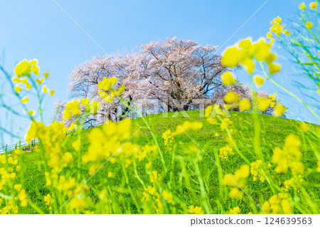 Cherry blossoms of the Marugameyama ancient burial mound (Sakitama Mound Tomb Park) Cherry blossoms of the Marugameyama ancient burial mound (Sakitama Mound Tomb Park) 124639563
