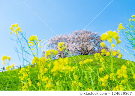Cherry blossoms of the Marugameyama ancient burial mound (Sakitama Mound Tomb Park) 124639567