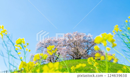 Marugameyama古墳（Sakitama Mound Tomb Park）的櫻花 124639638