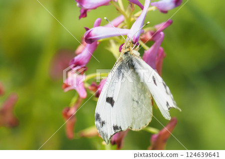A female swallowtail butterfly drinking nectar from a purple corymb flower A female swallowtail butterfly drinking nectar from a purple corymb flower 124639641