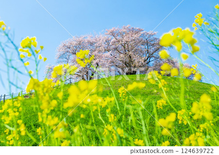Marugameyama古墳（Sakitama Mound Tomb Park）的櫻花 124639722