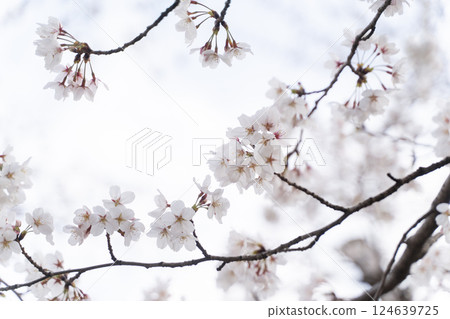 Softly blooming cherry blossom branch② 124639725