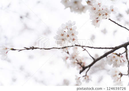 Softly blooming cherry blossom branch③ 124639726