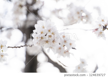 Softly blooming cherry blossom branch ④ 124639727