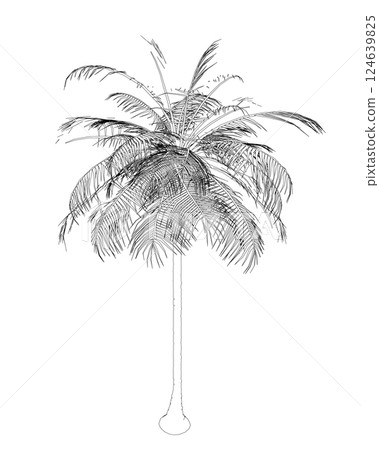 Hand drawn tropical palm tree. Vector outline of hawaii beach palm tree, fern and frond outline, botany flora tropical illustration. Contours Isolated on White Background. Vector illustration 124639825