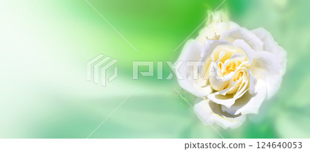 A realistic illustration-style retouched and color-processed image of a pure white rose flower blooming on a refreshing white and green background 124640053