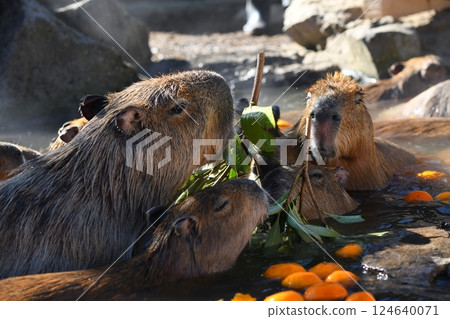 Capybara Hot Springs 124640071