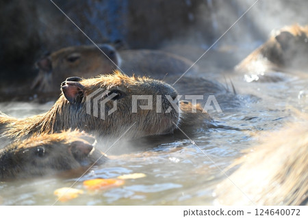 Capybara Hot Springs Capybara Hot Springs 124640072