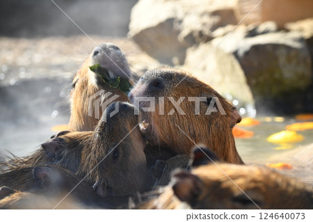 Capybara Hot Springs Capybara Hot Springs 124640073