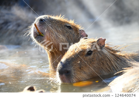 Capybara Hot Springs 124640074