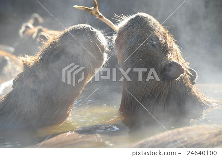 Capybara Hot Springs 124640100