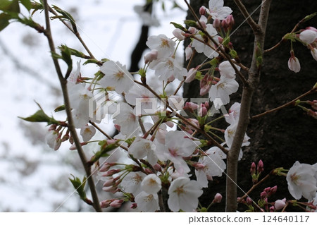 Walked in the neighborhood 124640117