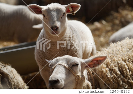 Parent and child sheep Parent and child sheep 124640132