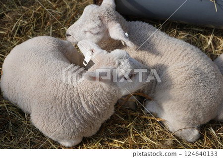 Sheep's baby Sheep's baby 124640133