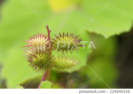 Ona fir fruit 124640148