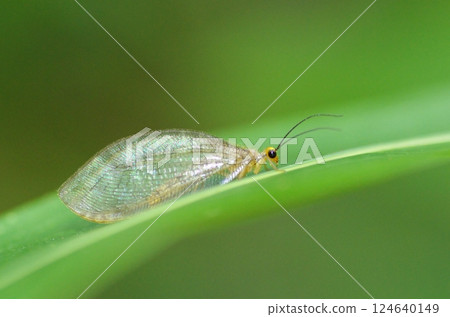 蜉蝣須賀 124640149