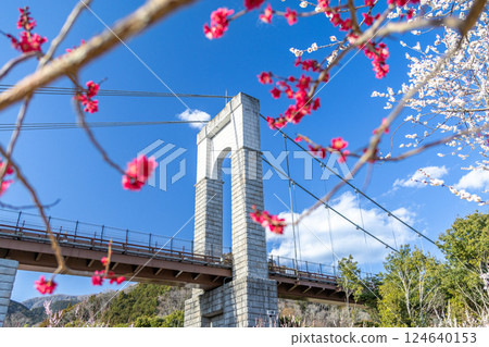 Togawa Park: A view of the Wind Suspension Bridge and red plum blossoms (Hadano City, Kanagawa Prefecture) 124640153