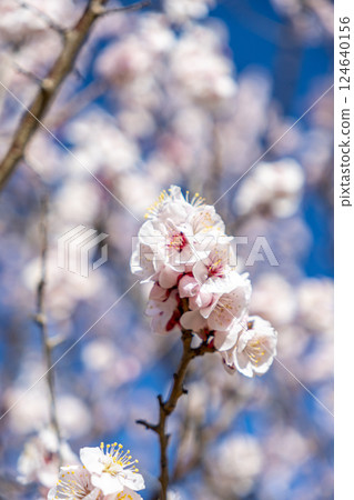 梅花告訴春天的到來 梅花告訴春天的到來 124640156