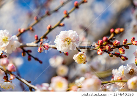 白梅花 白梅花 124640186