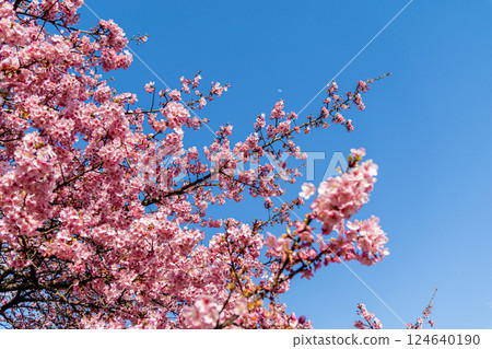 Kawazu櫻花在藍天 124640190