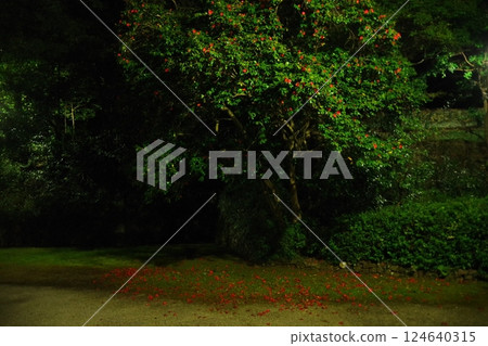 落花山茶 11 2025 124640315