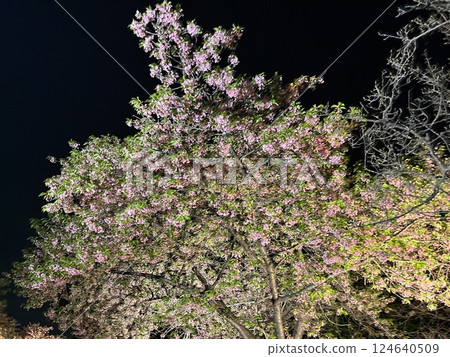 夜晚的櫻花被燈光照亮 124640509