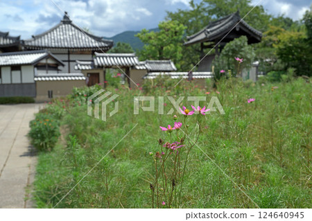 Asukadera Temple, Nara 124640945