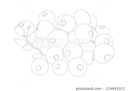 Outline Vector Blueberry black and white engraved ink art. Berries and leaves. Isolated contour blueberry illustration element. Vector raw blueberry. Ripe fruits full of nutrition and vitamins 124641021