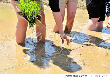 水稻種植的孩子 124641263