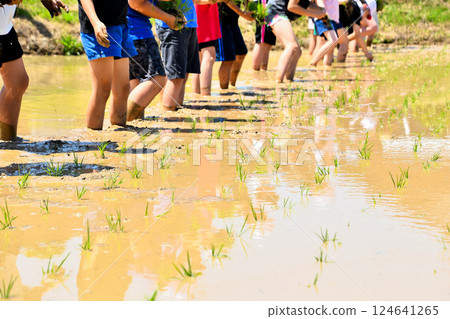 水稻種植的孩子 124641265