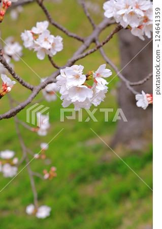 A park with cherry blossoms in full bloom A park with cherry blossoms in full bloom 124641359