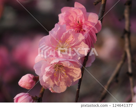 美麗的粉紅色花朵 124641377