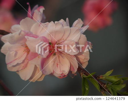 Pink flowers 124641379