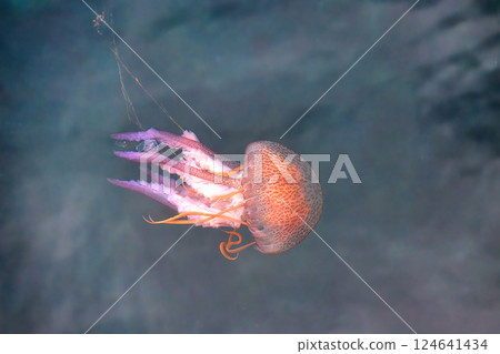 Beautiful jellyfish on the Spanish Costa Brava beach, in the Mediterranean Sea. Beautiful jellyfish on the Spanish Costa Brava beach, in the Mediterranean Sea. 124641434