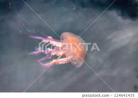Beautiful jellyfish on the Spanish Costa Brava beach, in the Mediterranean Sea. Beautiful jellyfish on the Spanish Costa Brava beach, in the Mediterranean Sea. 124641435