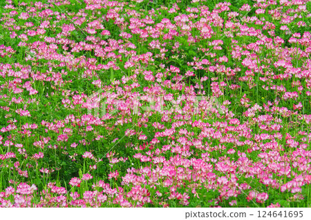 Flower of red-bean Flower of red-bean 124641695